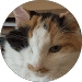 Profil Google